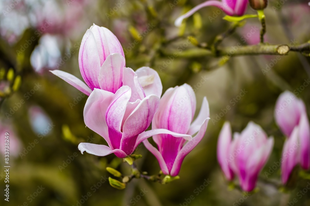 Pink flowers of magnolia in spring Pink flowers of magnolia in spring
