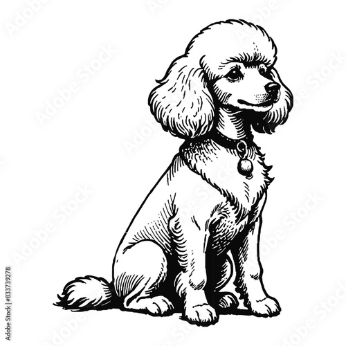 Poodle Dog Hand Drawn Engraved Ink Line Art Sketch Illustration