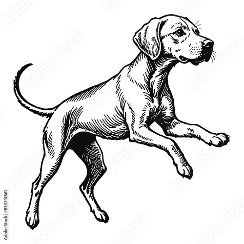 Vizsla Dog Puppy Hand Drawn Engraved Ink Line Art Sketch Illustration