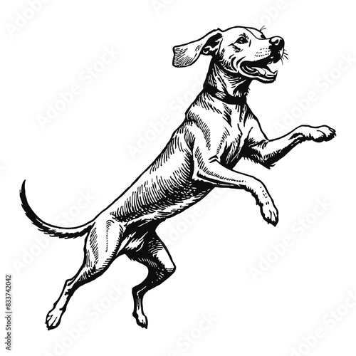 Vizsla Dog Hand Drawn Engraved Ink Line Art Sketch Illustration