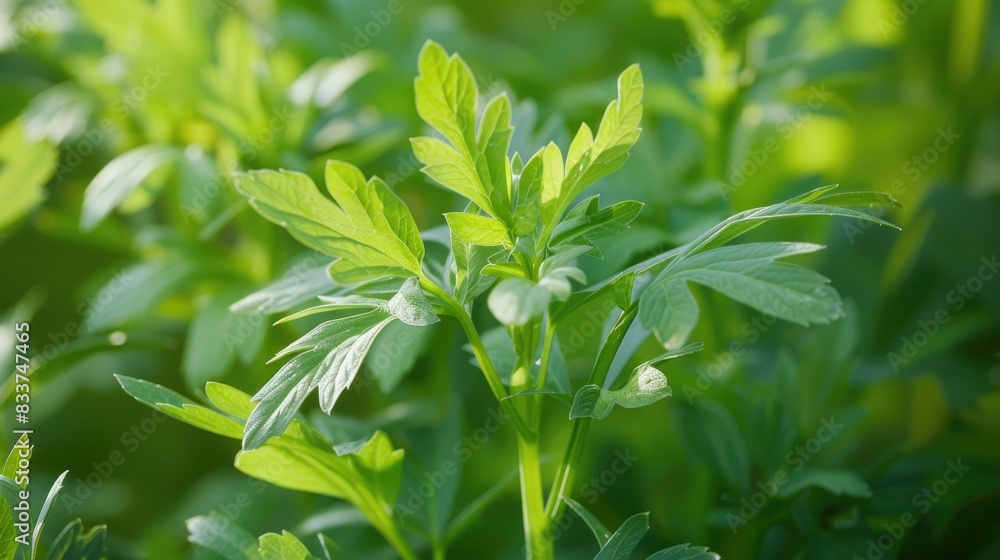 Close up of organic lovage vegetable plant Close up of organic lovage vegetable plant