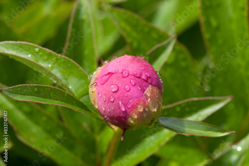 Bouton de fleur de pivoine après la pluie