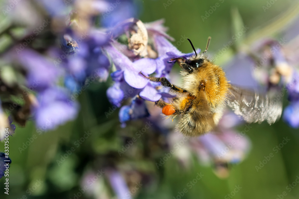 Ackerhummel an der Katzenminze im Frühjahr Ackerhummel an der Katzenminze im Frühjahr