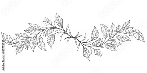 Outline Floral Botany. flower vector drawings. Black and white floral line art on transparent backgrounds. Hand Drawn Botanical Illustrations.Vector.