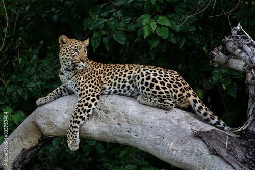 Leopard resting and looking around in a tree in the Okavango Delta in Botswana   