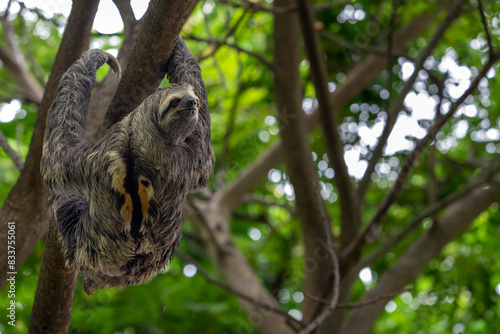 Brown-throated three toed sloth (Bradypus variegatus) hanging on a branch in forest, Magdalena, northern Colombia.  photo