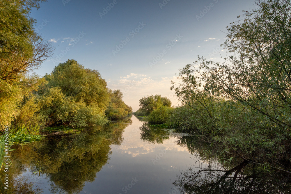 White willow (Salix alba) trees along banks of canal in evening light, Danube delta, Romania. July. White willow (Salix alba) trees along banks of canal in evening light, Danube delta, Romania. July.