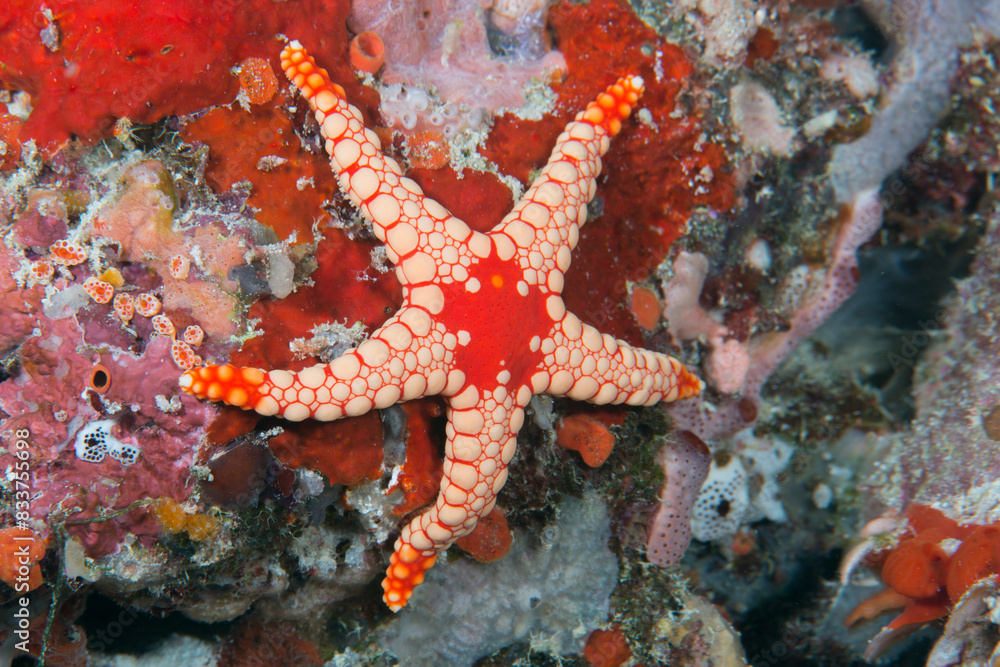 Necklace starfish (Fromia monilis) on coral reef, Ari Atoll, Maldives, Indian Ocean. Necklace starfish (Fromia monilis) on coral reef, Ari Atoll, Maldives, Indian Ocean.