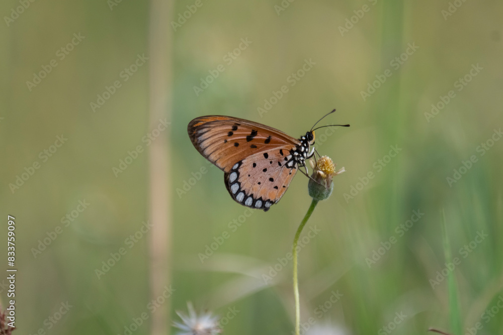Acraea terpsicore, the tawny coster, is a small, 53–64 millimetres (2.1–2.5 in), leathery-winged butterfly common in grassland and scrub habitats Acraea terpsicore, the tawny coster, is a small, 53–64 millimetres (2.1–2.5 in), leathery-winged butterfly common in grassland and scrub habitats