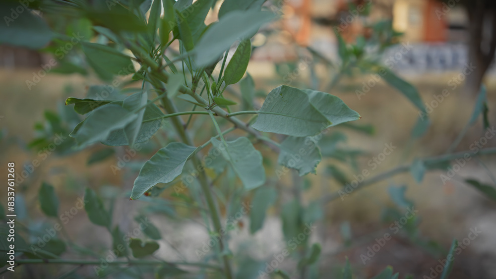 Close-up of green leaves in murcia, spain, showcasing natural outdoor flora with soft focus background. Close-up of green leaves in murcia, spain, showcasing natural outdoor flora with soft focus background.