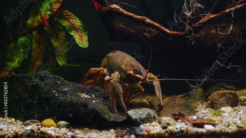 narrow-clawed crayfish female clean belly with legs, wild caught freshwater species eat detritus, algae, European planted biotope aquarium, highly adaptable animal, fern leaf decor, dark background photo