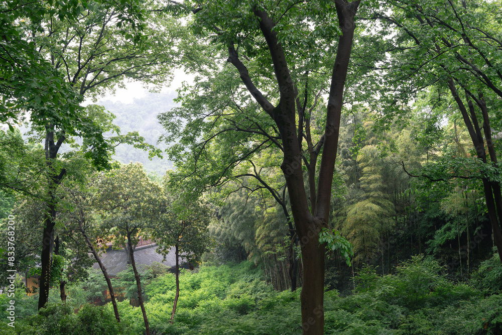 Yongfu Temple green forest in Hangzhou, China