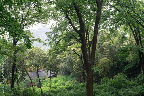 Obraz na płótnie Yongfu Temple green forest in Hangzhou, China w salonie