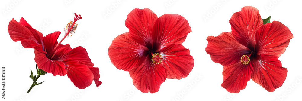 Obraz premium Set of tropical red hibiscus flowers isolated on transparent background