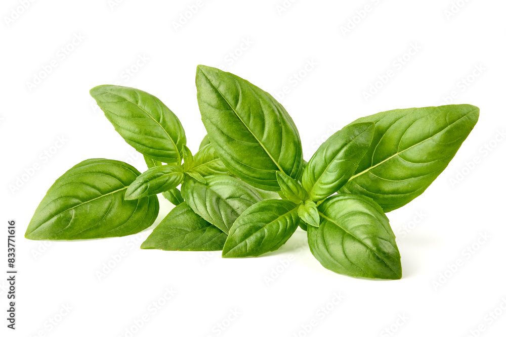 Fresh green Basil leaves, isolated on white background. Fresh green Basil leaves, isolated on white background.