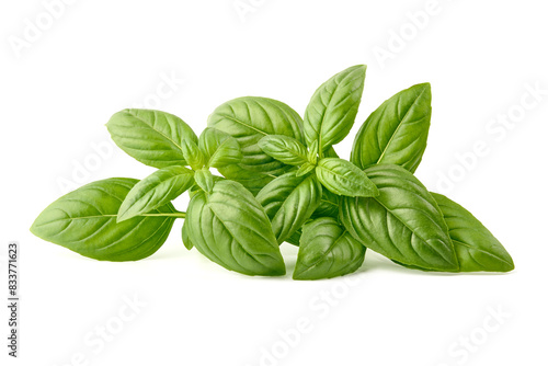 Raw Green Organic Basil leaves, isolated on white background.
