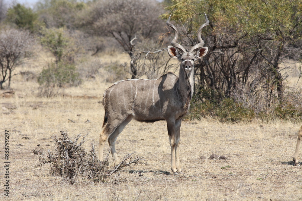 Naklejka premium Close-Up of a Deer in a South African Game Farm