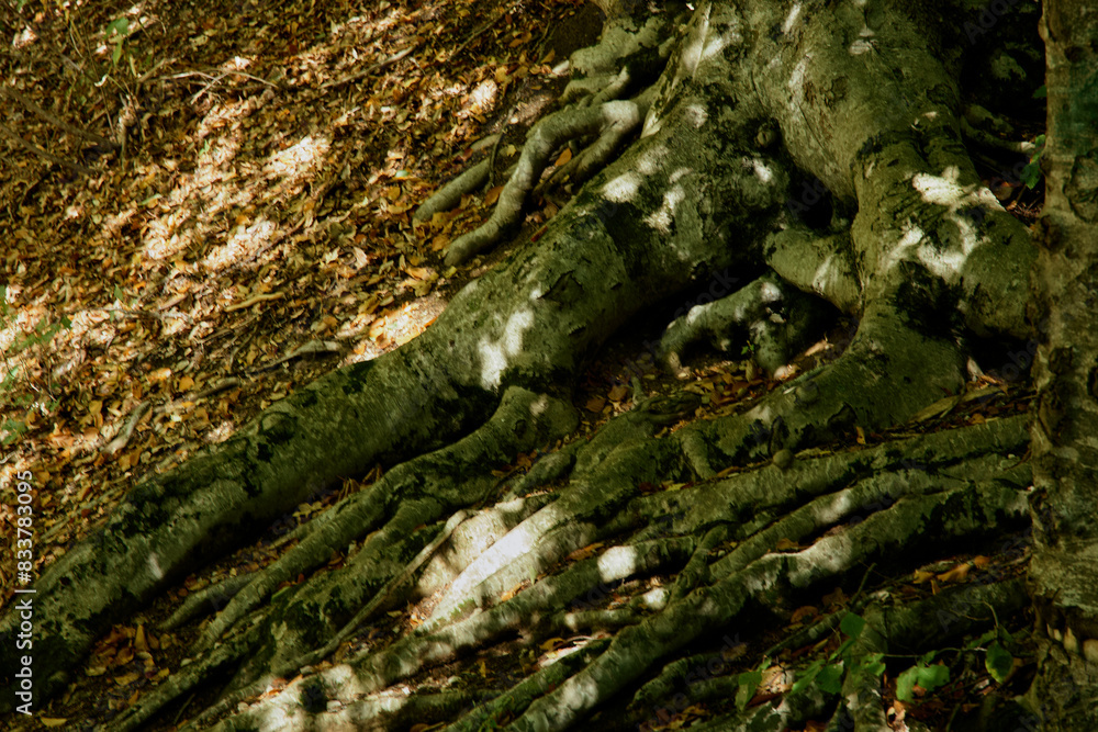 Close up view of tree roots illuminated by the sun on the ground in a tranquil natural setting Close up view of tree roots illuminated by the sun on the ground in a tranquil natural setting
