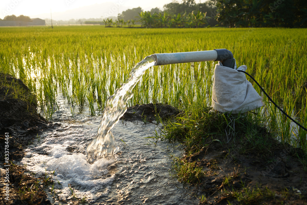 Container Pump Rice Irrigation of rice fields using pump wells with the technique of ...