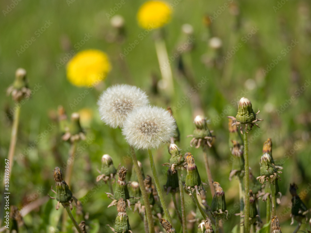 dandelions in green grass close up dandelions in green grass close up