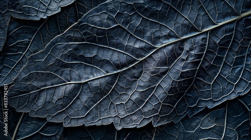 Abstract Leaf Veins, Close-up images of leaf veins creating intricate abstract patterns
