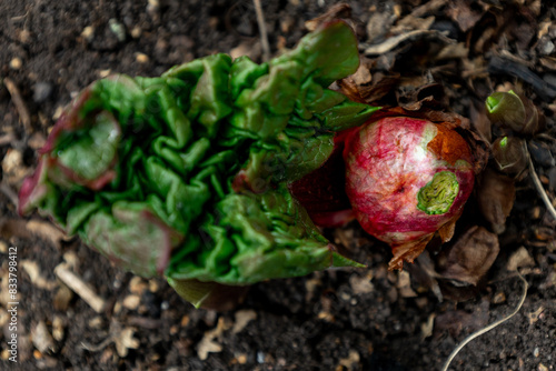 Young spring rhubarb or rheum sprout close up top view