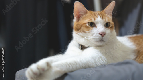 Close up of cat relaxing at home, concept of portrait fluffy indoor cat, adorable and cute pet kitten, animal therapy, relationship friendship and bonding, pet's nose and mouth, orange and tiger