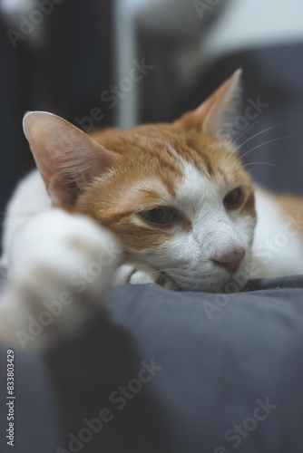 Close up of cat relaxing at home, concept of portrait fluffy indoor cat, adorable and cute pet kitten, animal therapy, relationship friendship and bonding, pet's nose and mouth, orange and tiger