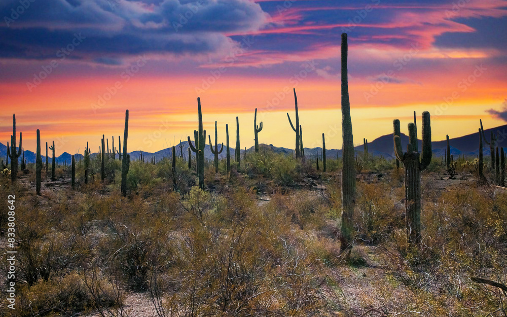 Obraz premium Desert landscape with cacti (Stenocereus thurberi, Carnegiea gigantea) and other succulents in Organ Pipe NP