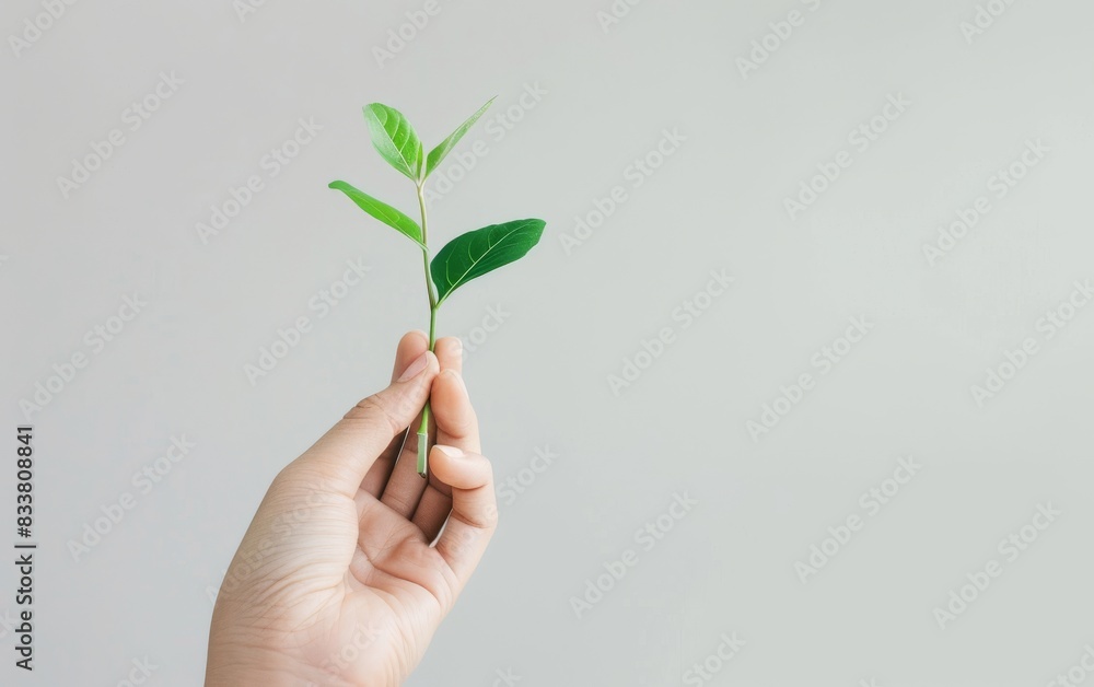 Craft an image featuring a hand softly holding a small seedling, symbolizing nurturing and development, executed in a modern, minimalist design Craft an image featuring a hand softly holding a small seedling, symbolizing nurturing and development, executed in a modern, minimalist design