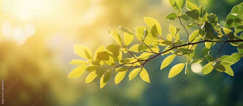 Evening sunlight illuminates tree leaves in a scenic outdoor setting with copy space image. Evening sunlight illuminates tree leaves in a scenic outdoor setting with copy space image.