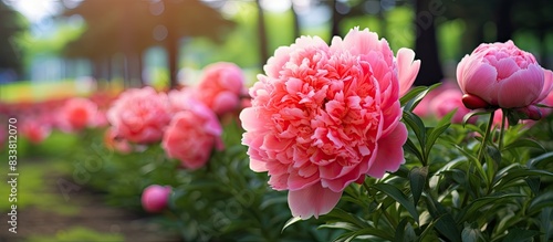 Peony flower blooming in the park with a beautiful copy space image.