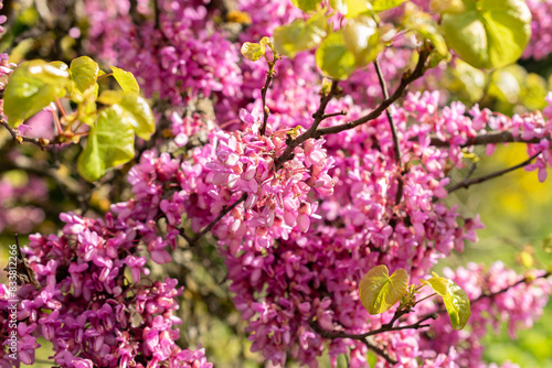 Wallpaper Mural Judas tree or Cercis Siliquastrum in Zurich in Switzerland Torontodigital.ca