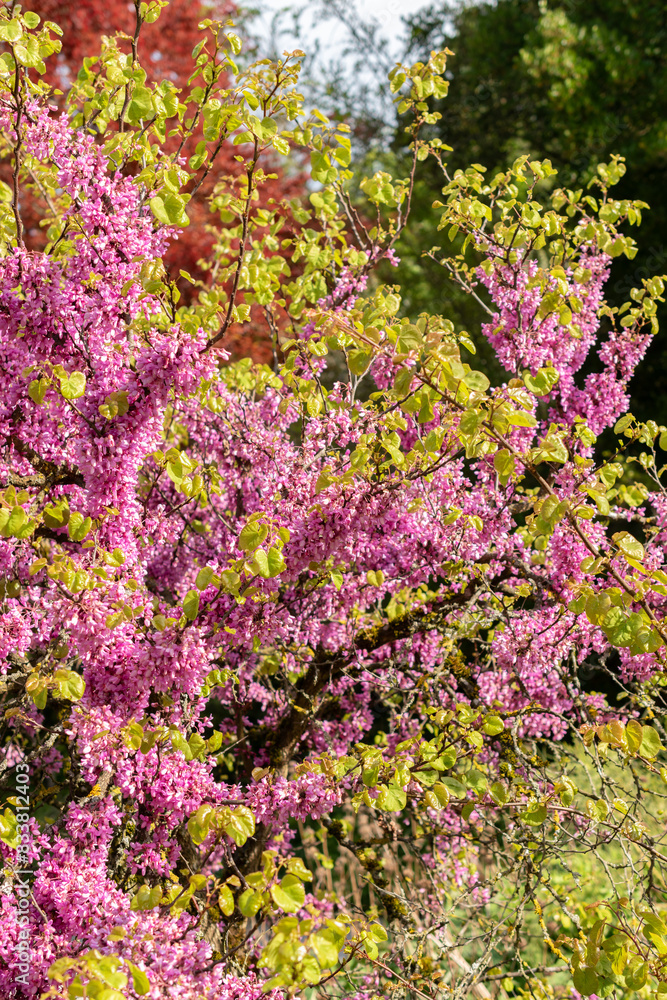 Judas tree or Cercis Siliquastrum in Zurich in Switzerland Judas tree or Cercis Siliquastrum in Zurich in Switzerland