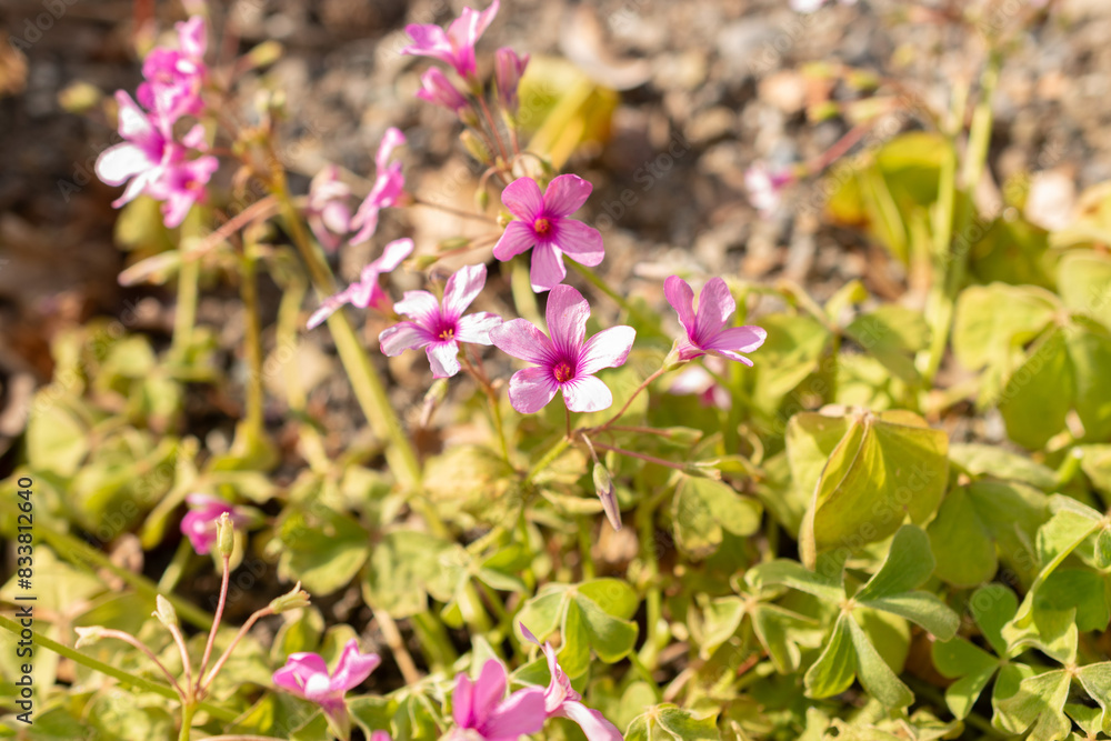 Pink sorrel or Oxalis Articulata plant in Zurich in Switzerland