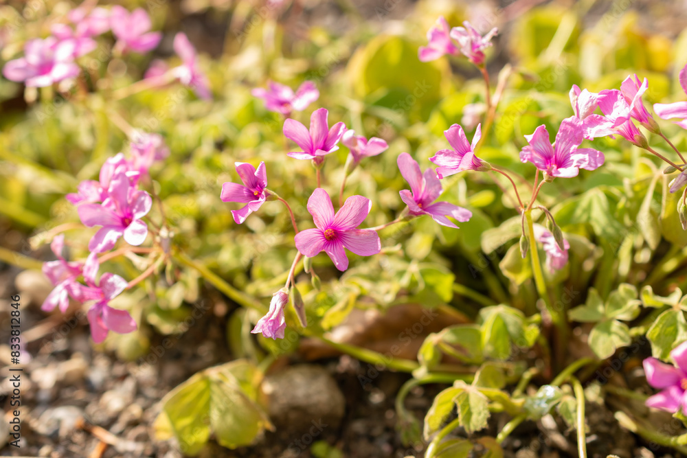 Obraz premium Pink sorrel or Oxalis Articulata plant in Zurich in Switzerland