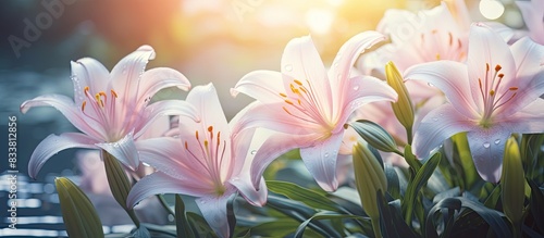 In the garden  there are lily flowers blooming  creating a serene and beautiful scene with copy space image.