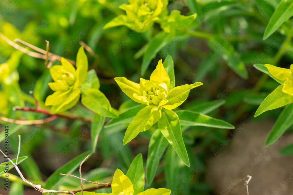 Fototapeta premium Euphorbia Flavicoma plant in Zurich in Switzerland