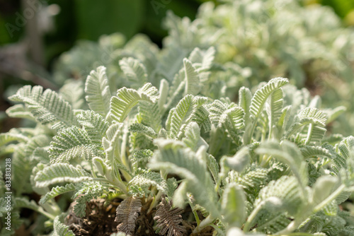 Tanacetum Densum plant in Zurich in Switzerland photo