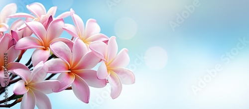 Beautiful plumeria flower with copy space image.