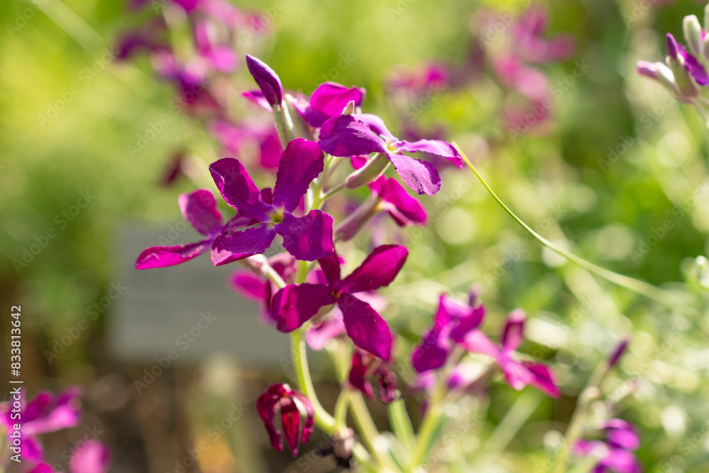 Brompton stock or Matthiola Incana plant in Zurich in Switzerland Brompton stock or Matthiola Incana plant in Zurich in Switzerland