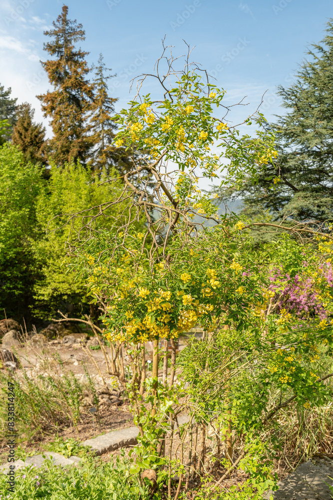 Obraz premium Dalmatian laburnum or Petteria Ramentacea plant in Zurich in Switzerland