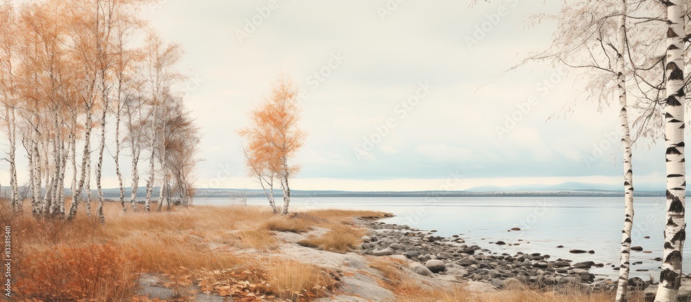 Sparse vegetation covers the White Sea coastline with elements like birch trees, loose-leaved and rowan bushes, set against a melancholic autumn backdrop, ideal for a copy space image. Sparse vegetation covers the White Sea coastline with elements like birch trees, loose-leaved and rowan bushes, set against a melancholic autumn backdrop, ideal for a copy space image.