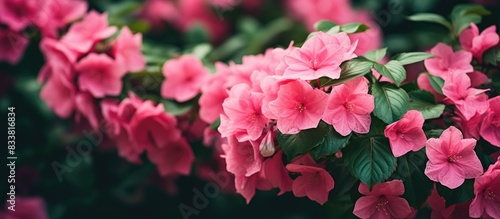 Pink flowers surrounded by lush green foliage create a picturesque scene with a copy space image.