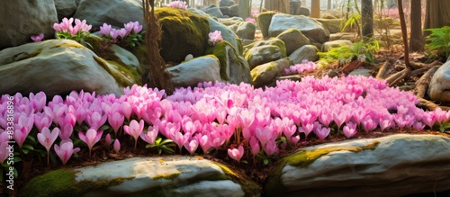 Rock garden with pink cyclamen flowers creates a picturesque scene with copy space image. photo