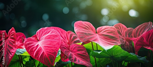 Gorgeous caladium plant with vibrant green leaves in a garden setting with copy space image. photo