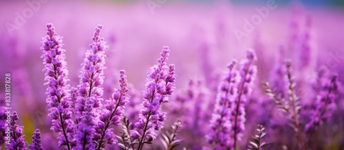 Purple heather flowers blooming in a green meadow with a purple background, ideal for copy space image.
