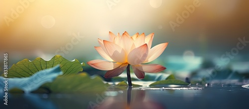 Lotus flower with copy space image. photo