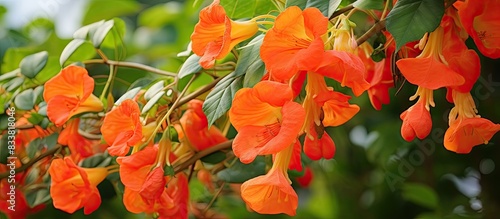 Campsis or Campsis grandiflora, also known as the Chinese trumpet vine, is a plant with vibrant flowers in orange and red hues, ideal for climbing structures. . with copy space image