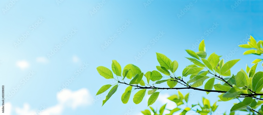 Copy space image of green leaves against a blue sky on the left side. Copy space image of green leaves against a blue sky on the left side.